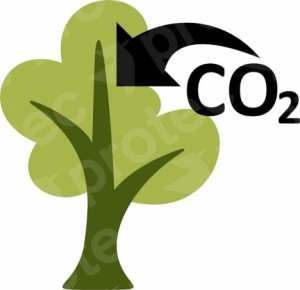 Lee más sobre el artículo <!--:es-->Huella de Carbono de Protec Negativa, Madera producida Sumidero de CO2<!--:-->