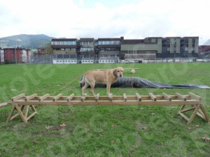 Lee más sobre el artículo Socialización y Ejercicio para Perros